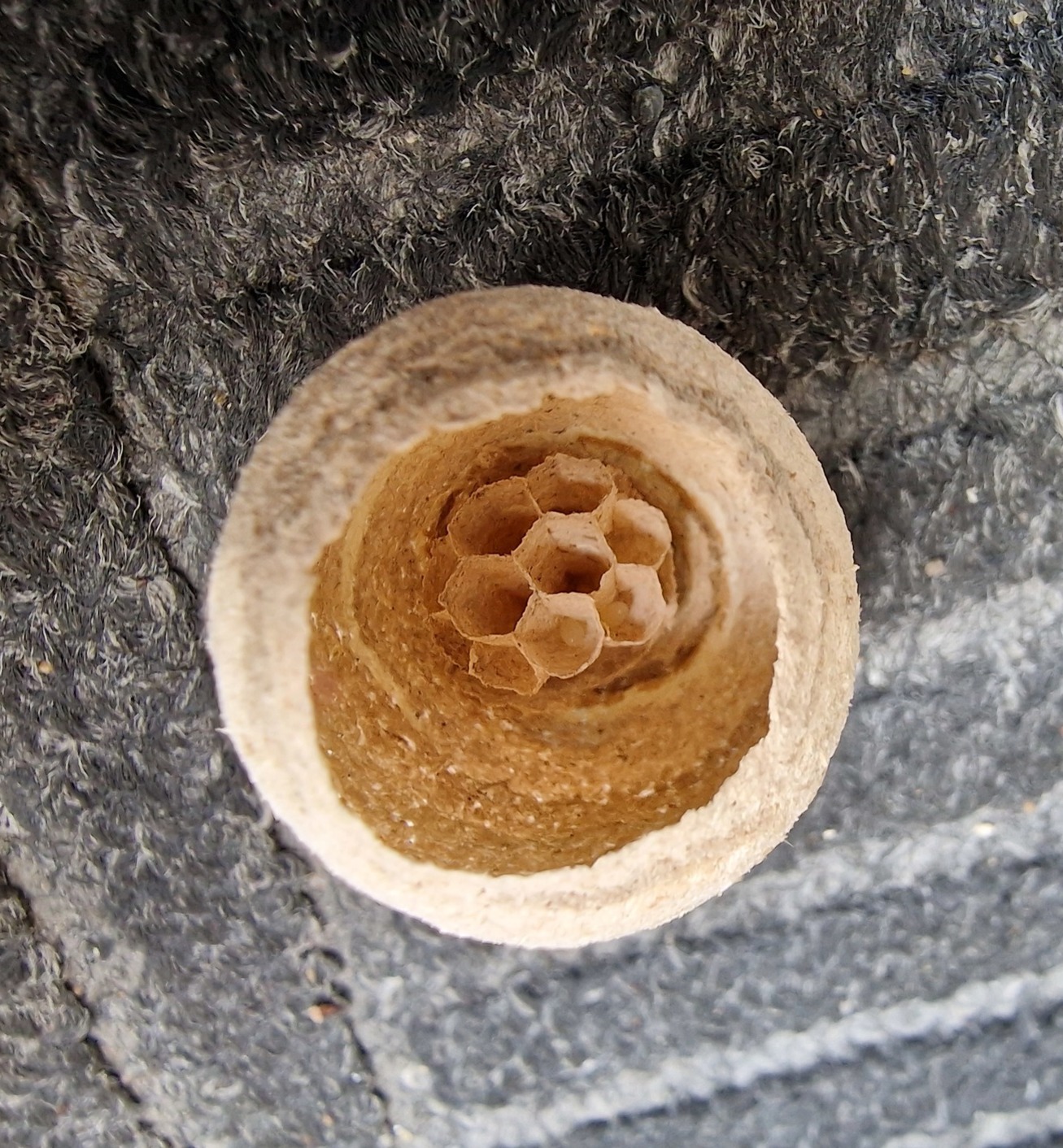 small wasp nest