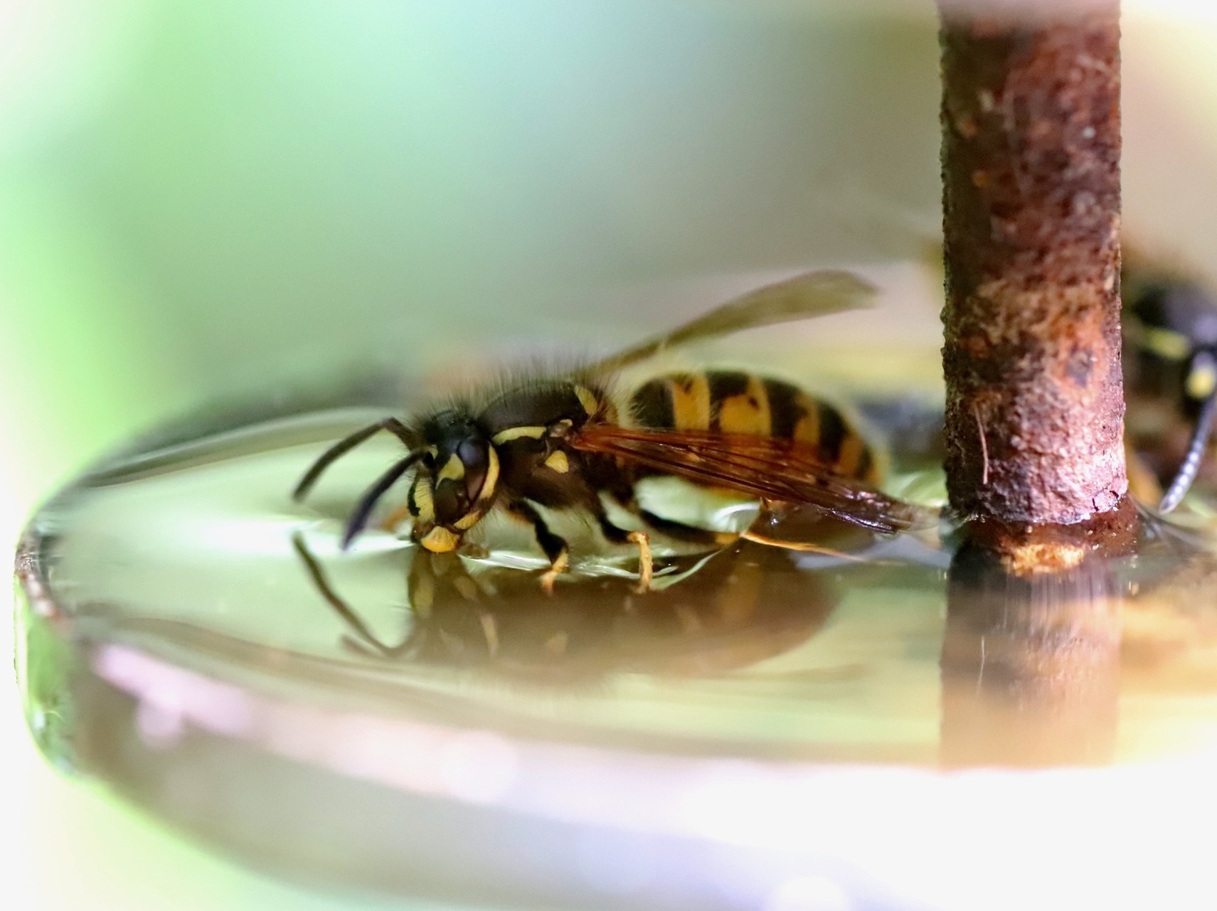 wasp feeding
