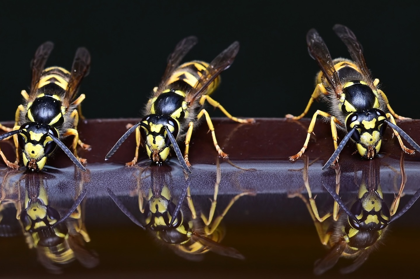 Wasps feeding on a branch