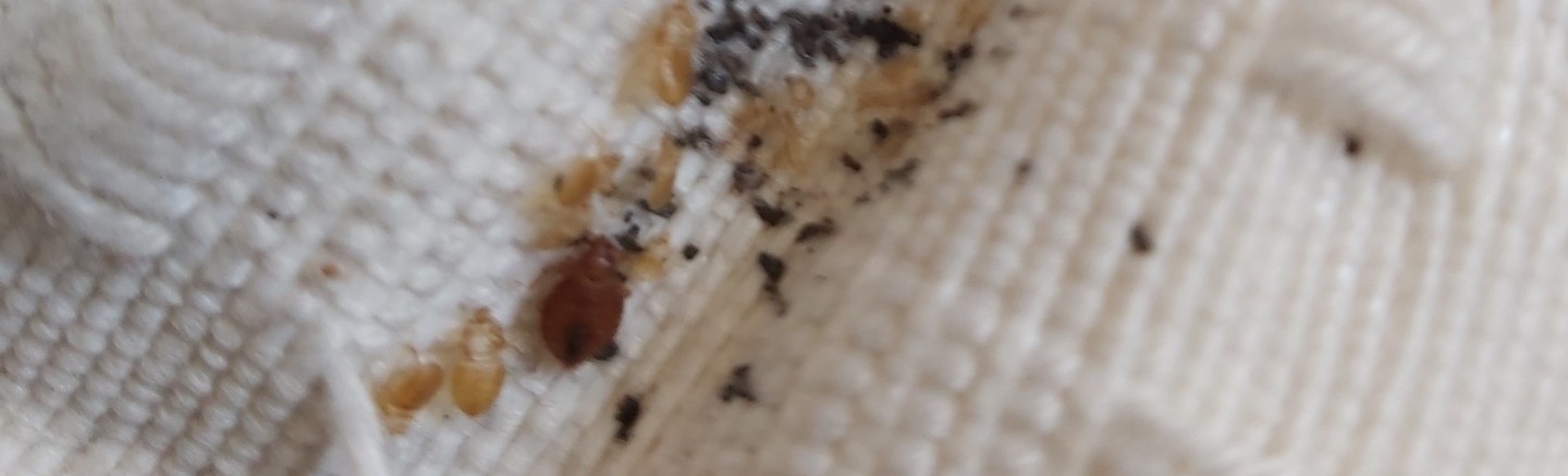 bedbugs on curtains