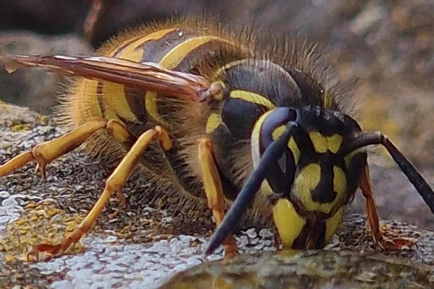 Queen wasp drinking