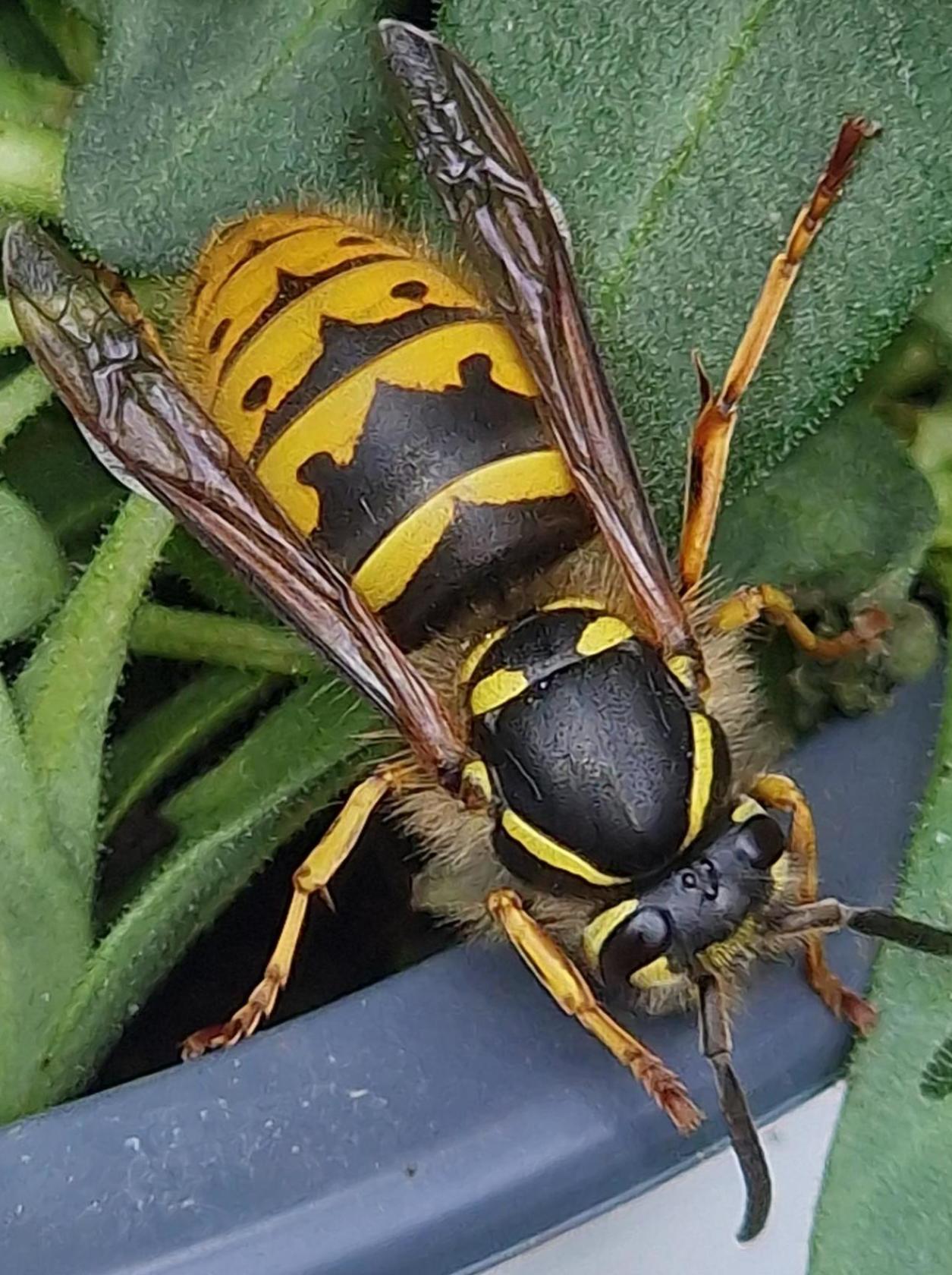 Queen wasp on a pot