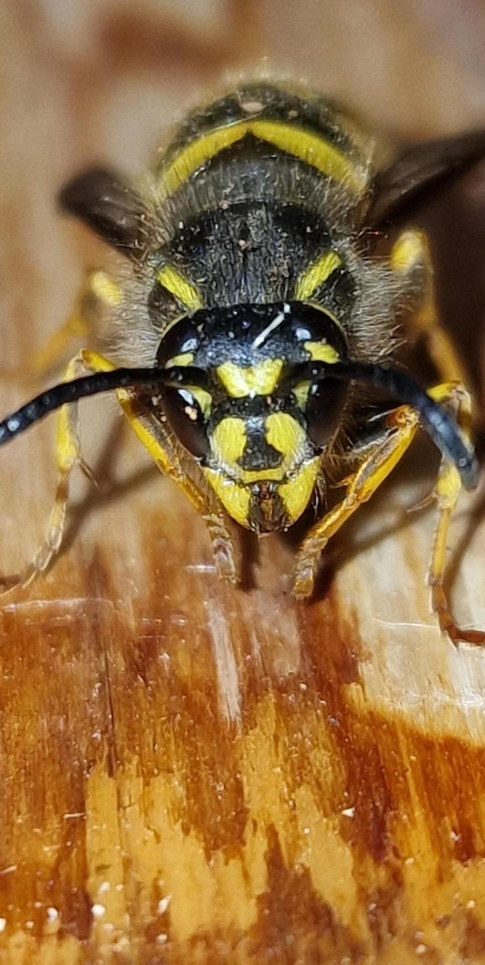 Wasp in close up