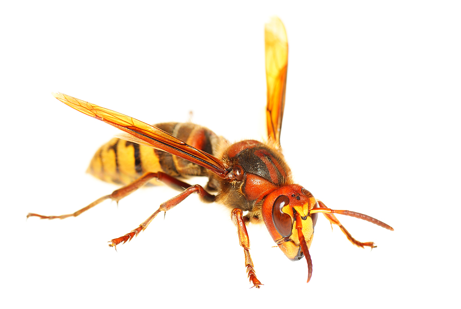 Hornets Reading hornets nest Wokingham