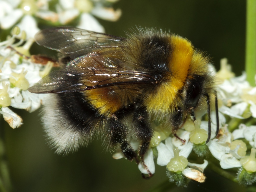 White tailed bumble bee