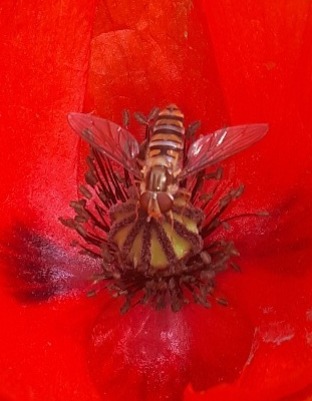 Hoverfly sat on a poppy flower