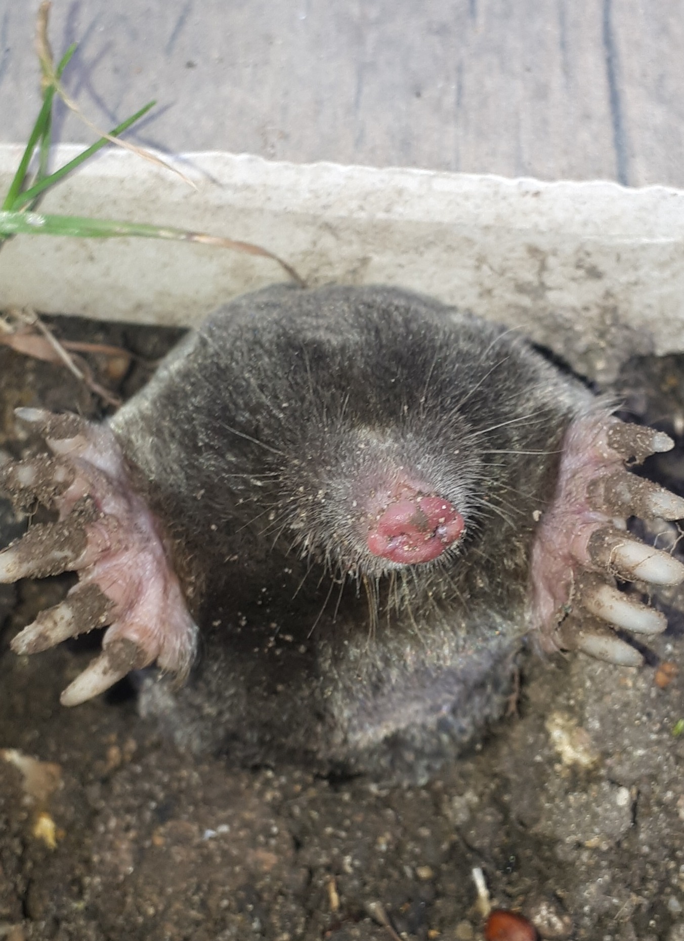Mole by a patio