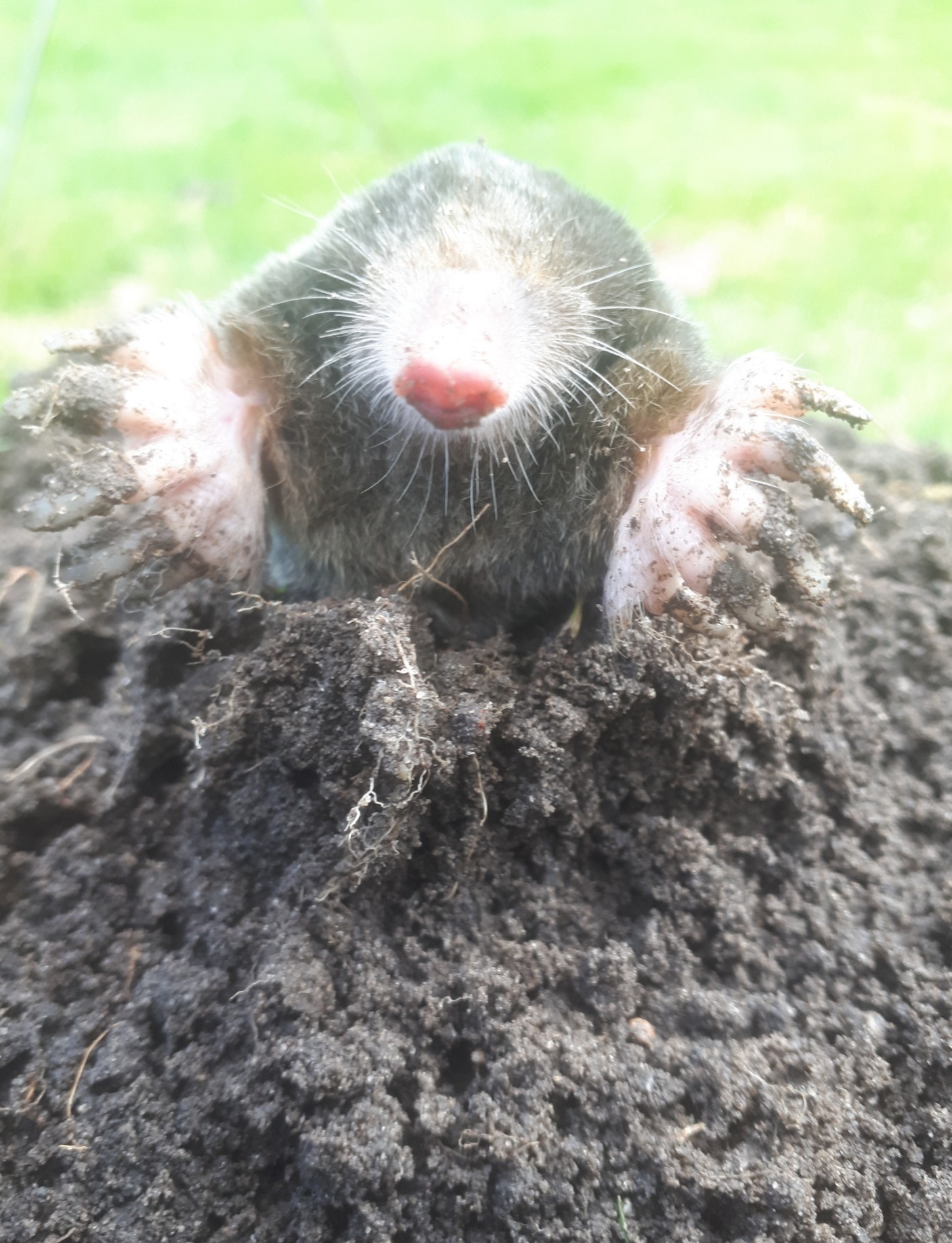 Mole in a mole hill