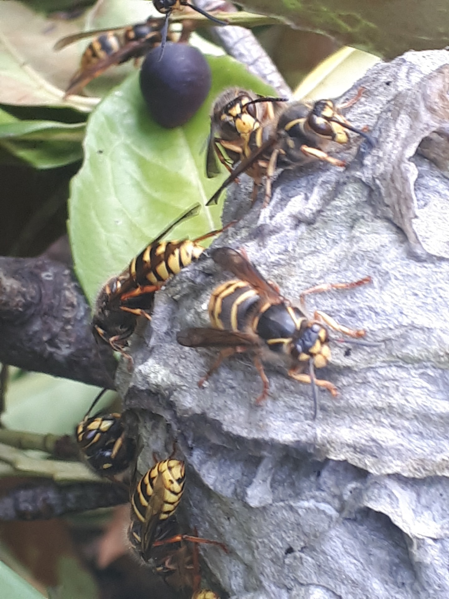Wasps on a nest