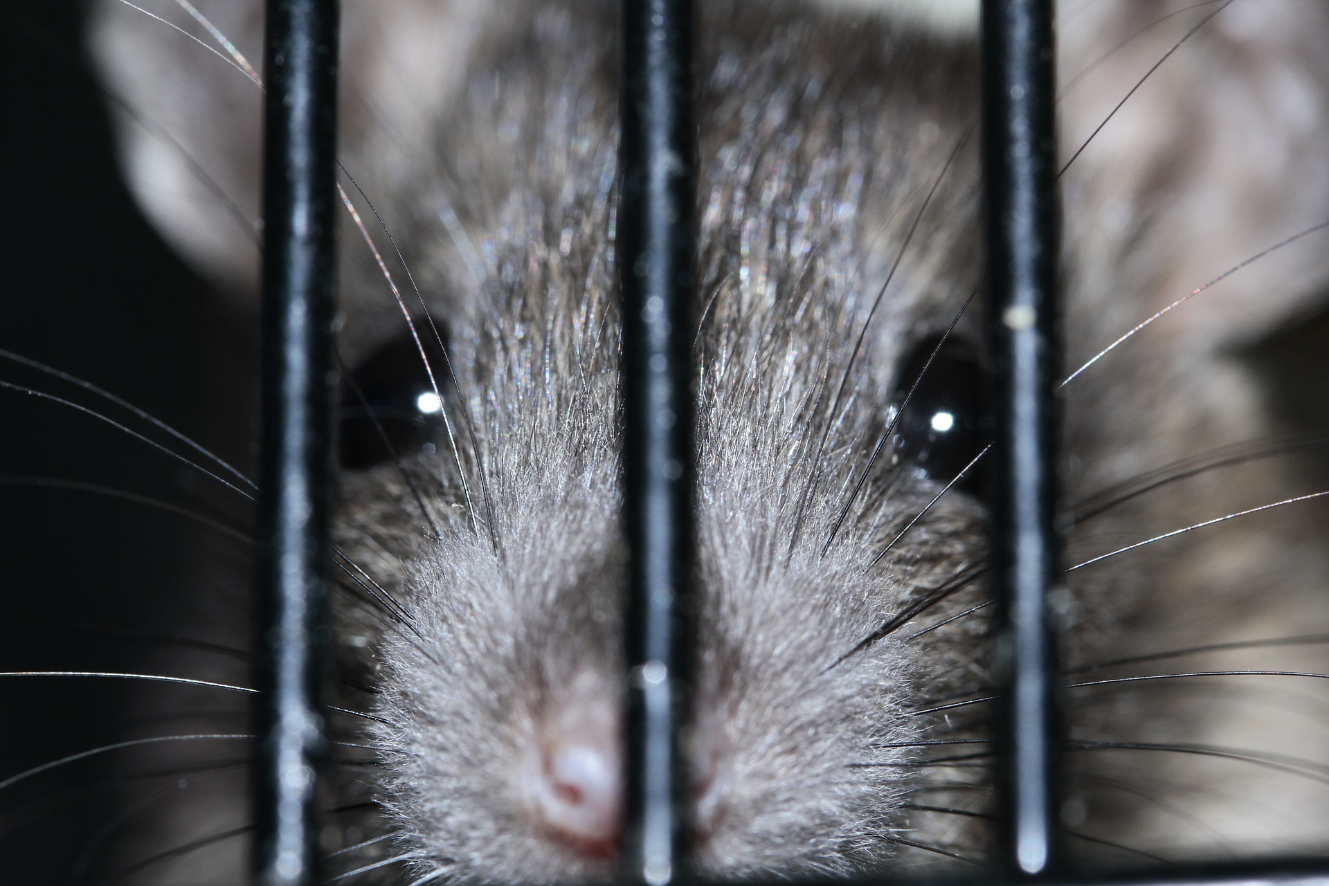 Rat behind bars
