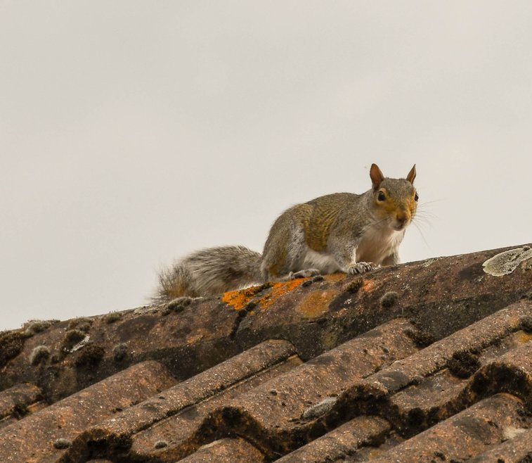 Squirrel on a roof