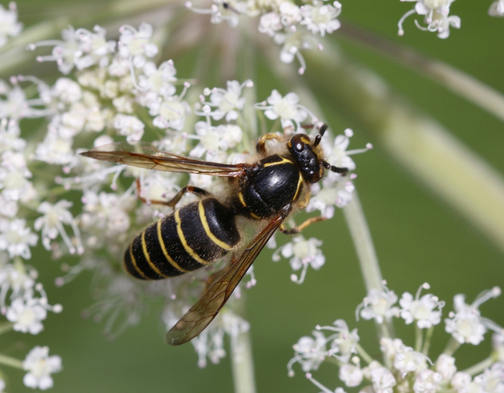 Median wasp