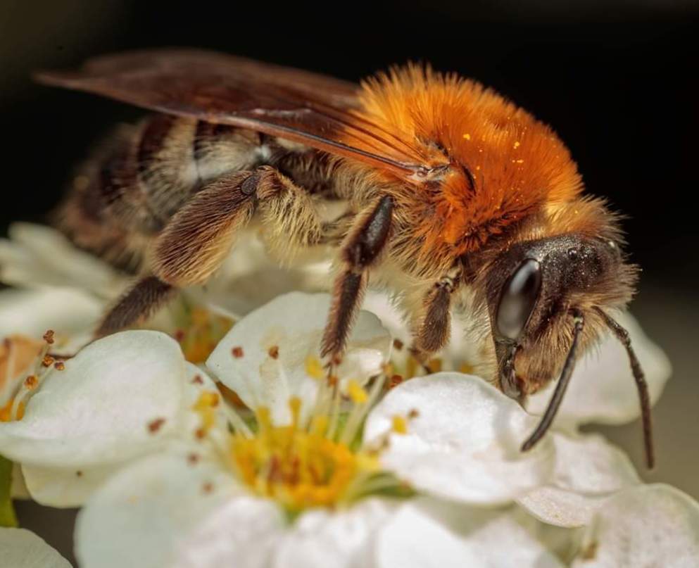 masonry bee on a flower