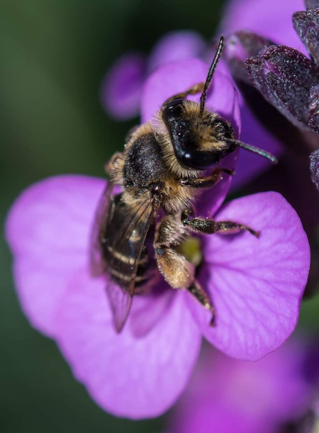 Mining bee on a flower