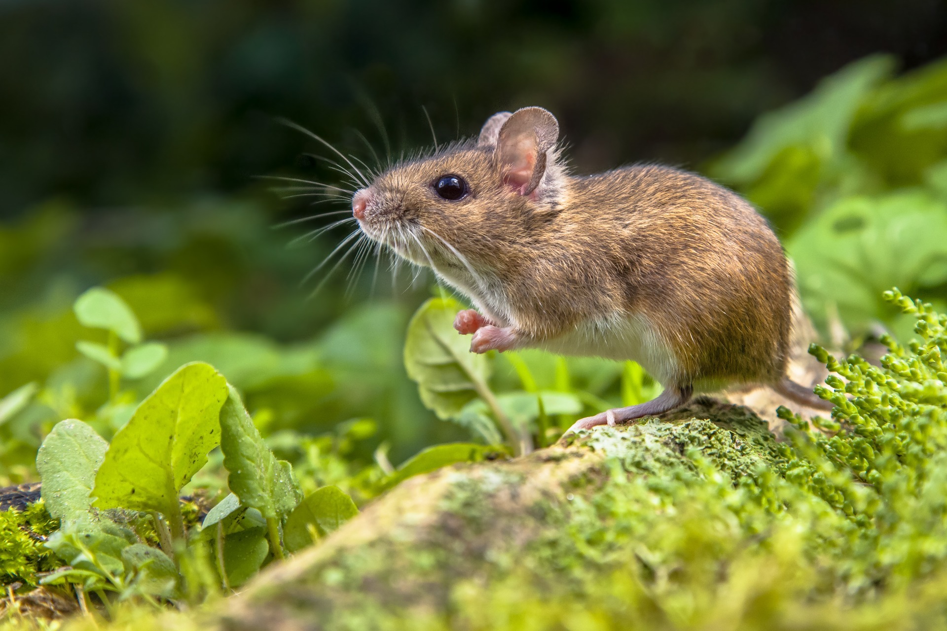 Yellow necked field mouse