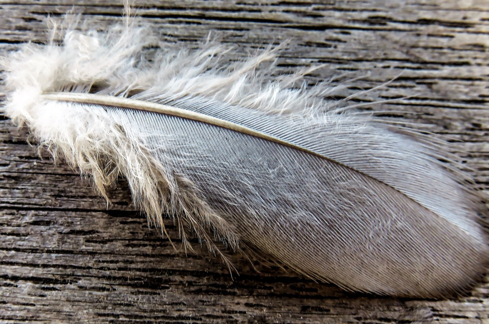 Birds develop feathers the same way we develop hair and teeth