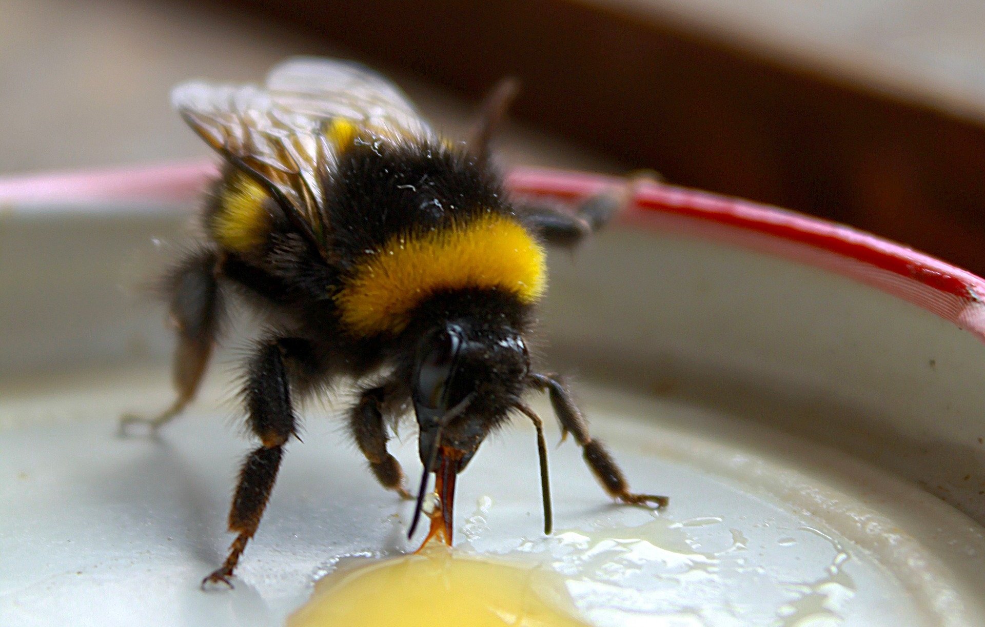 Bumblebee drinking