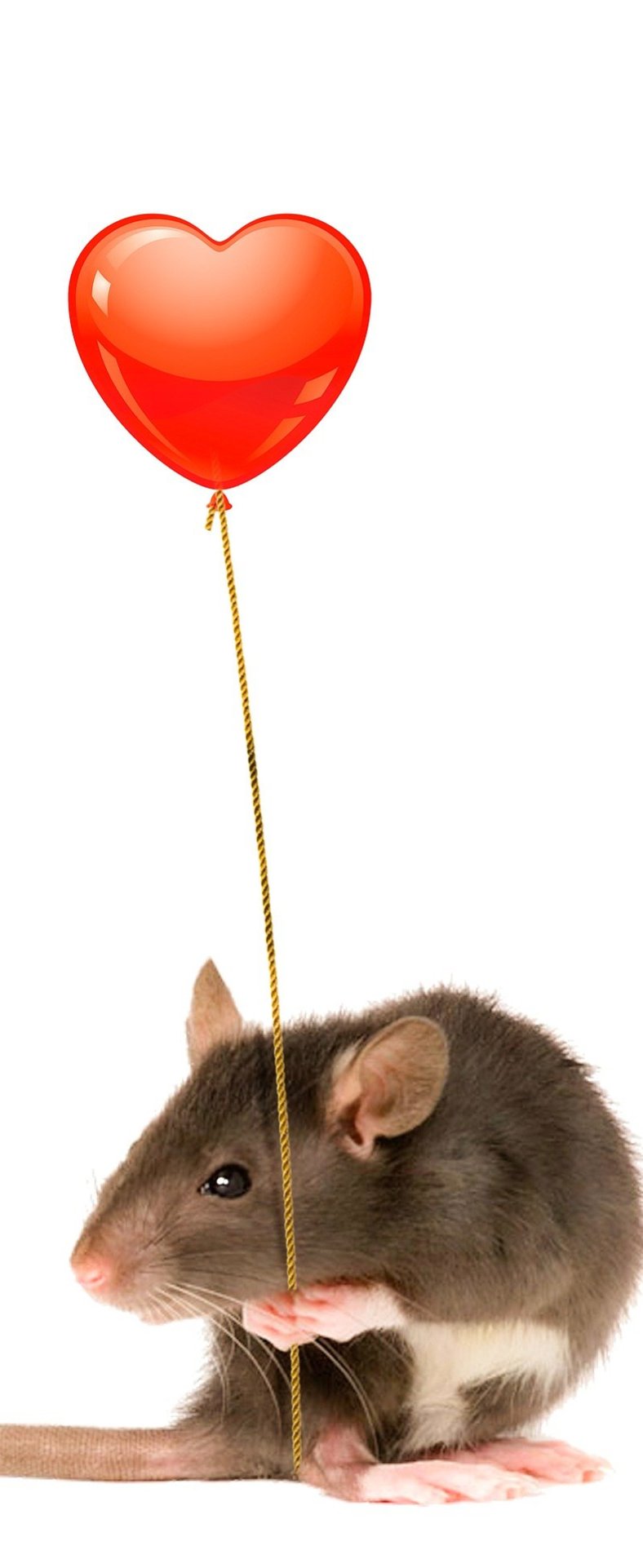Rat with a heart