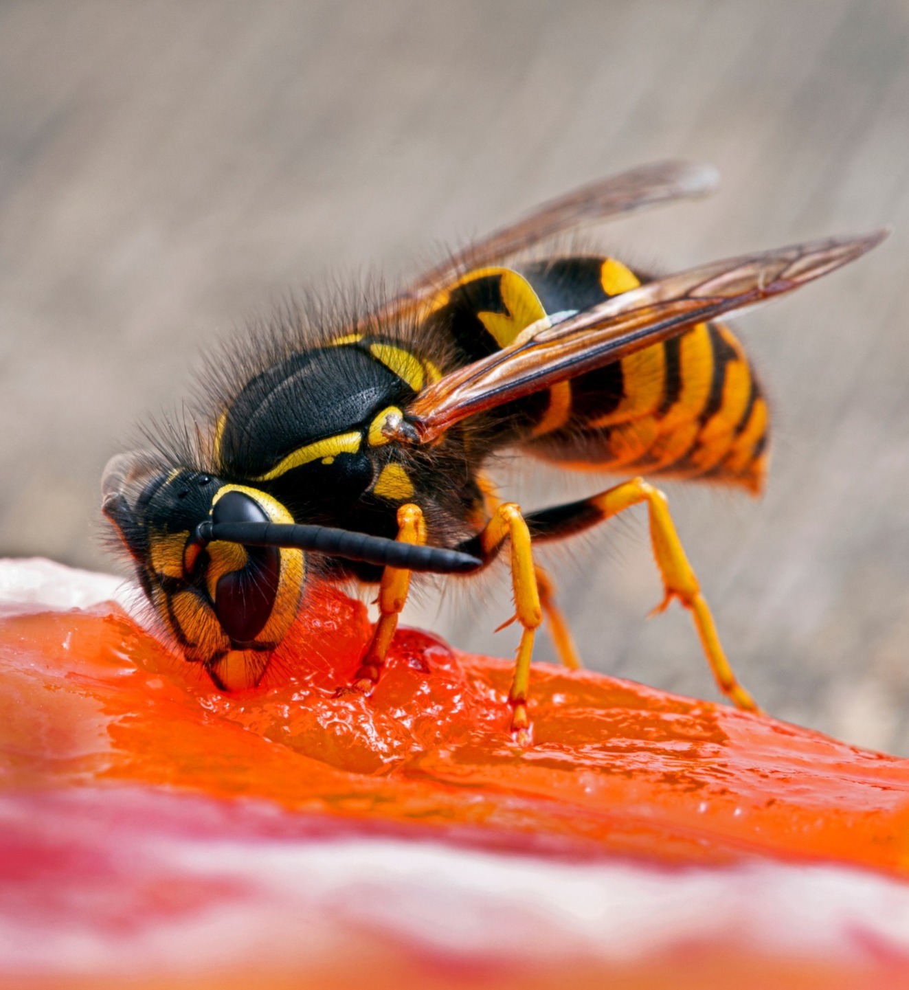 wasp on a red leaf
