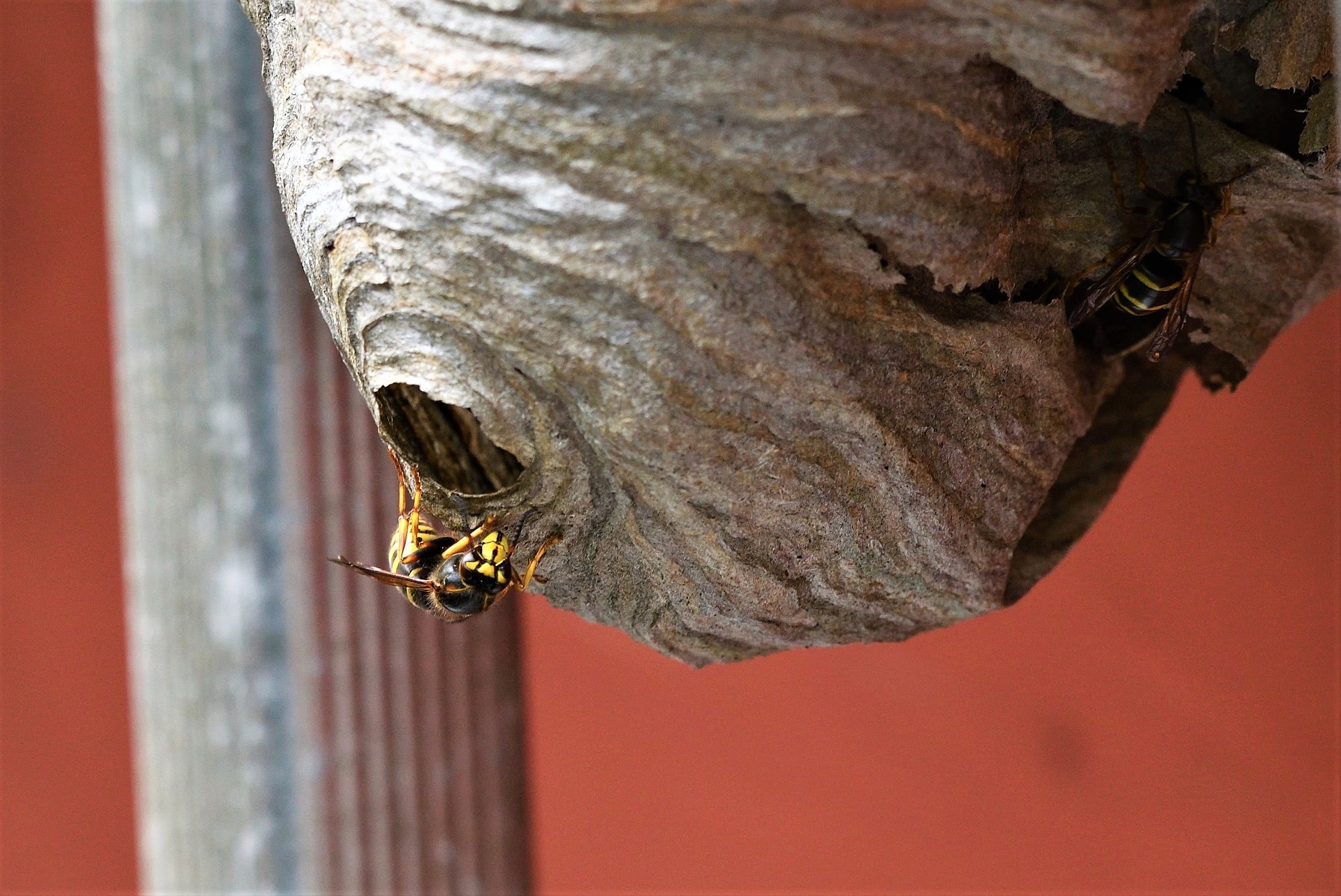 Wasps in a nest