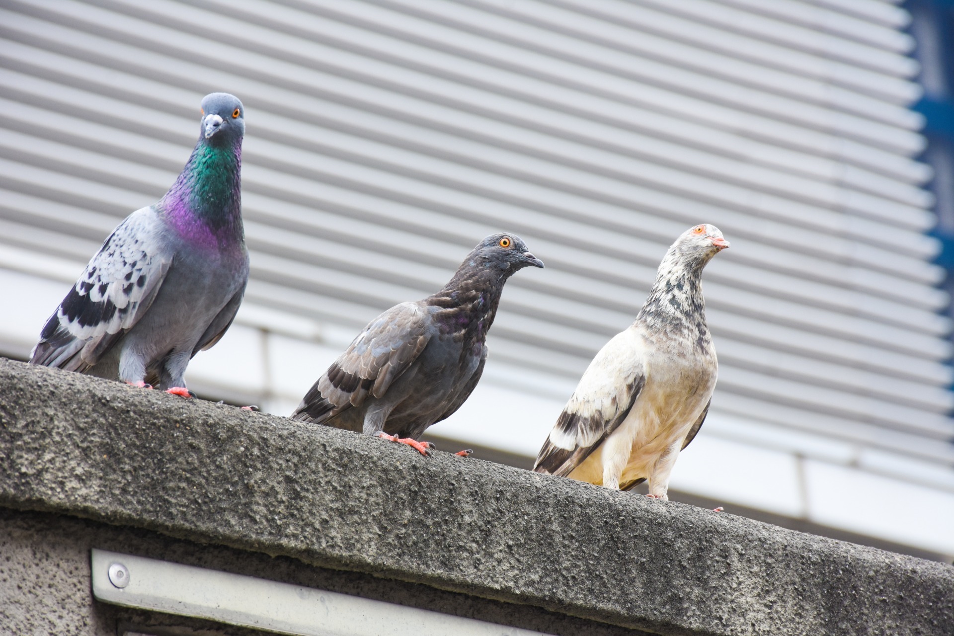 three pigeons perching