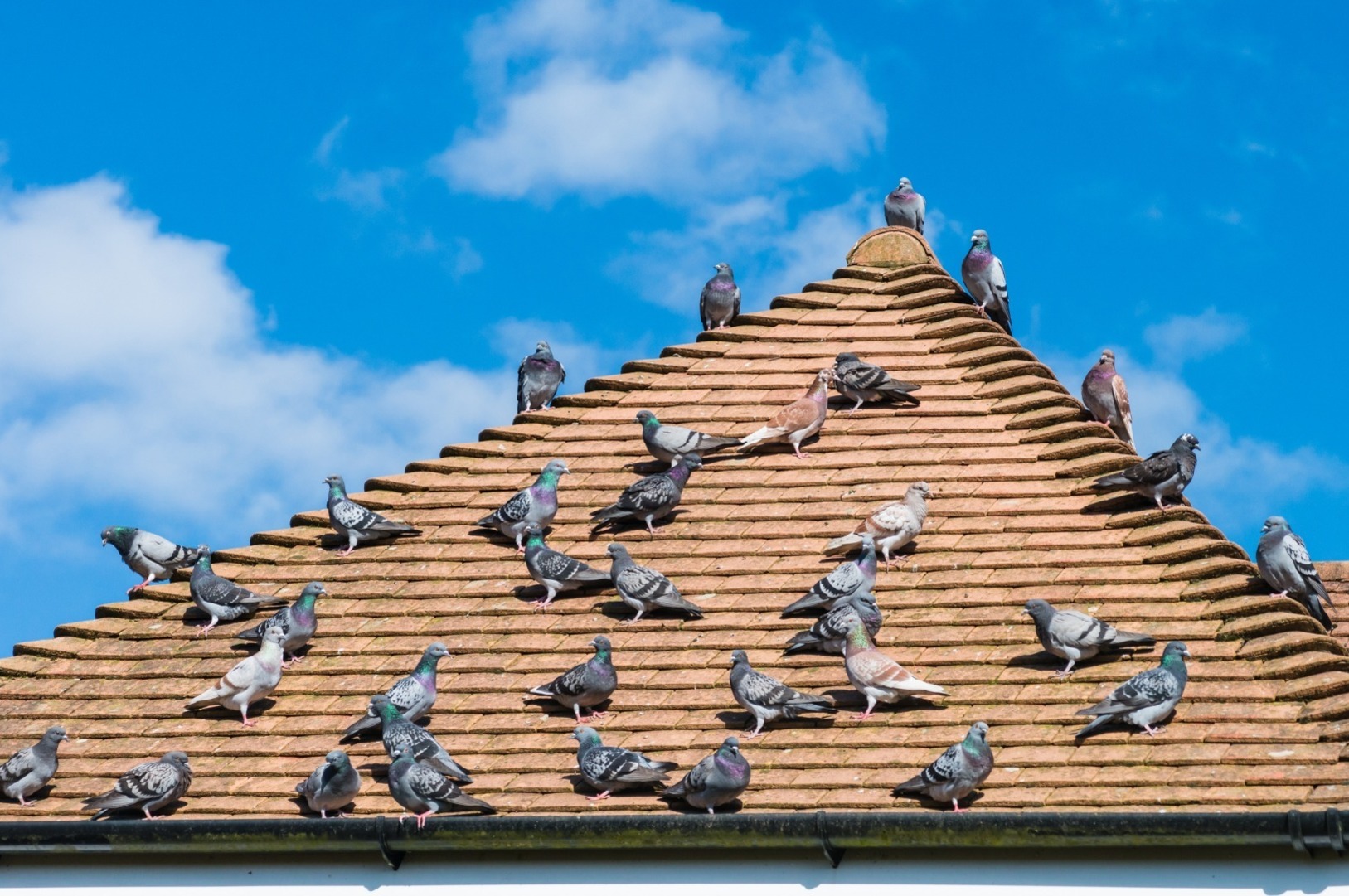 pigeons on a roof