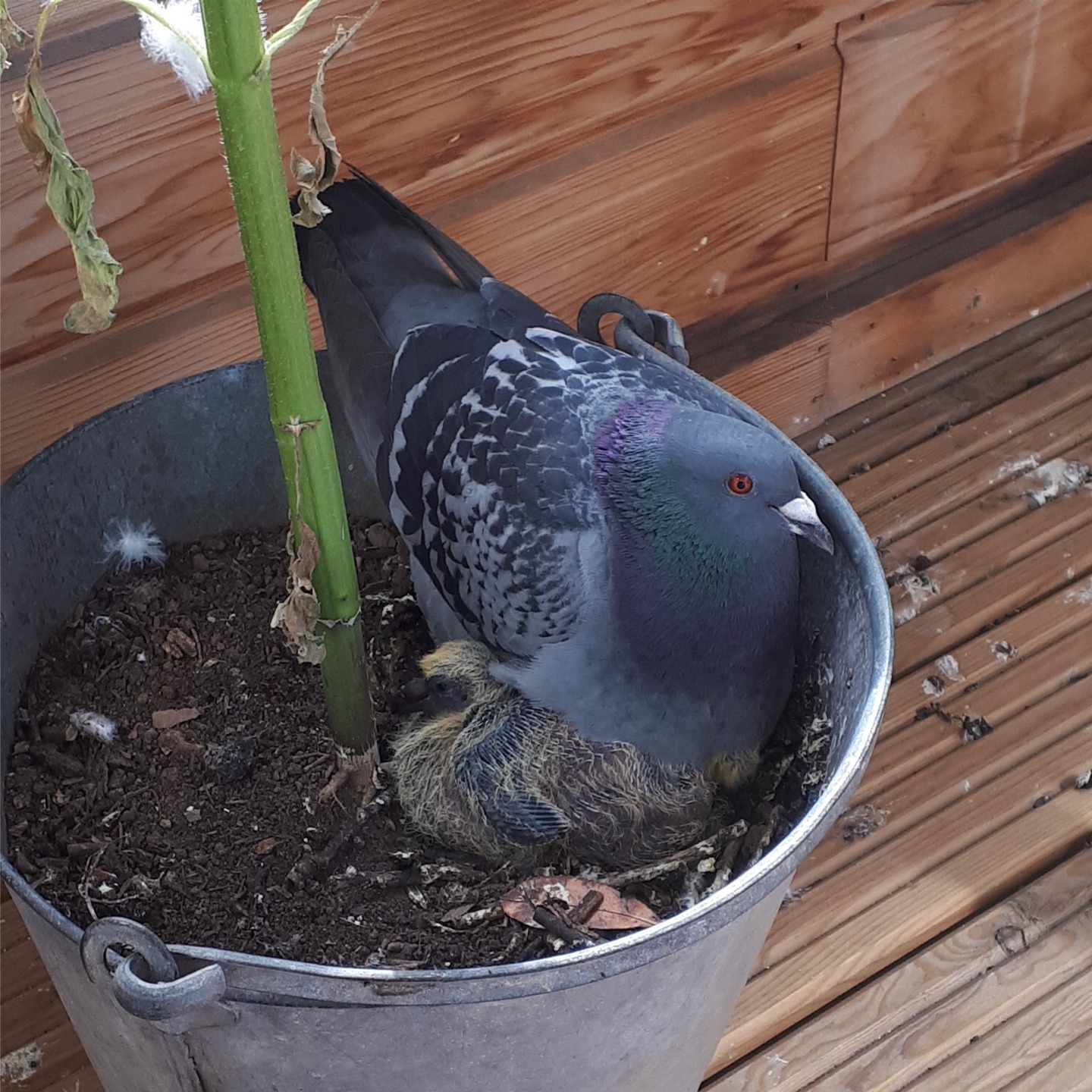 pigeon in a pot