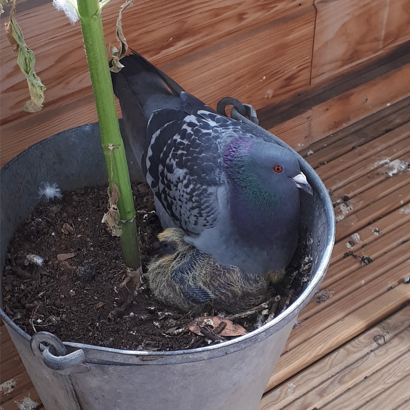 pigeon nesting in a pot