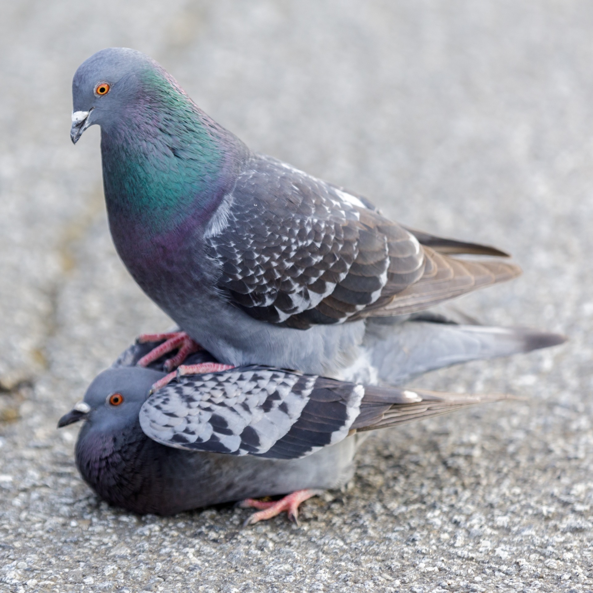 two pigeons mating