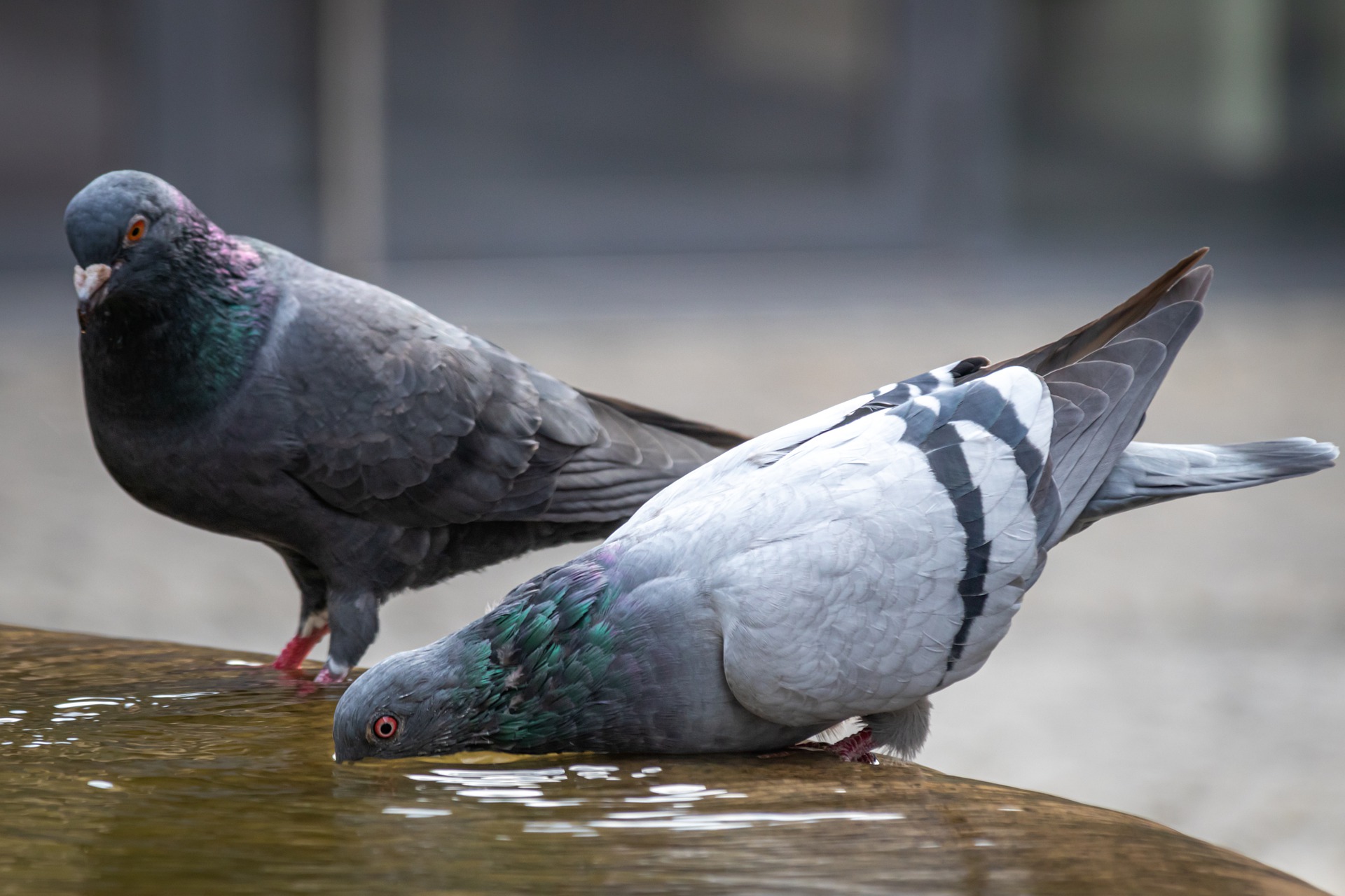 two pigeons drinking