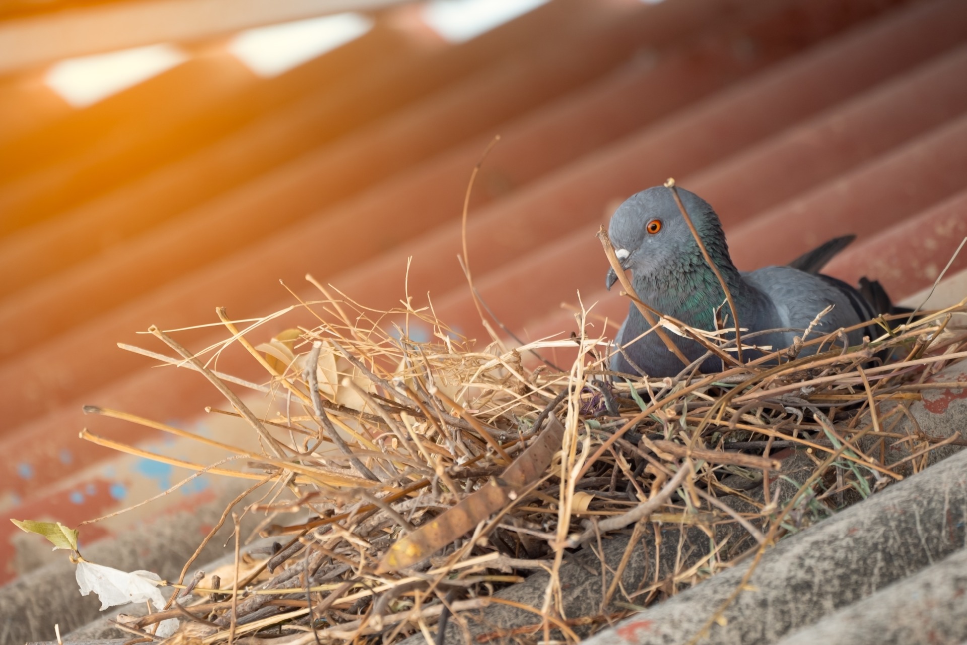 pigeon sitting on a nest