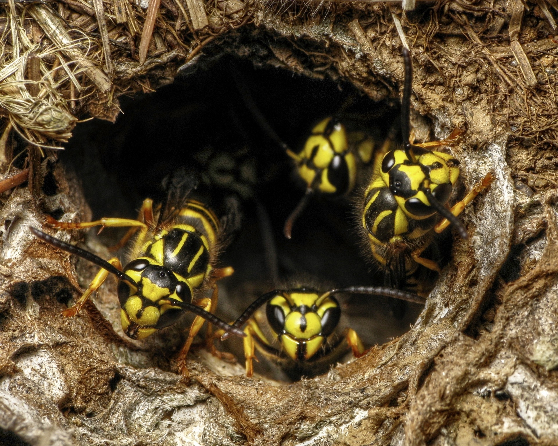 wasps coming out of the ground