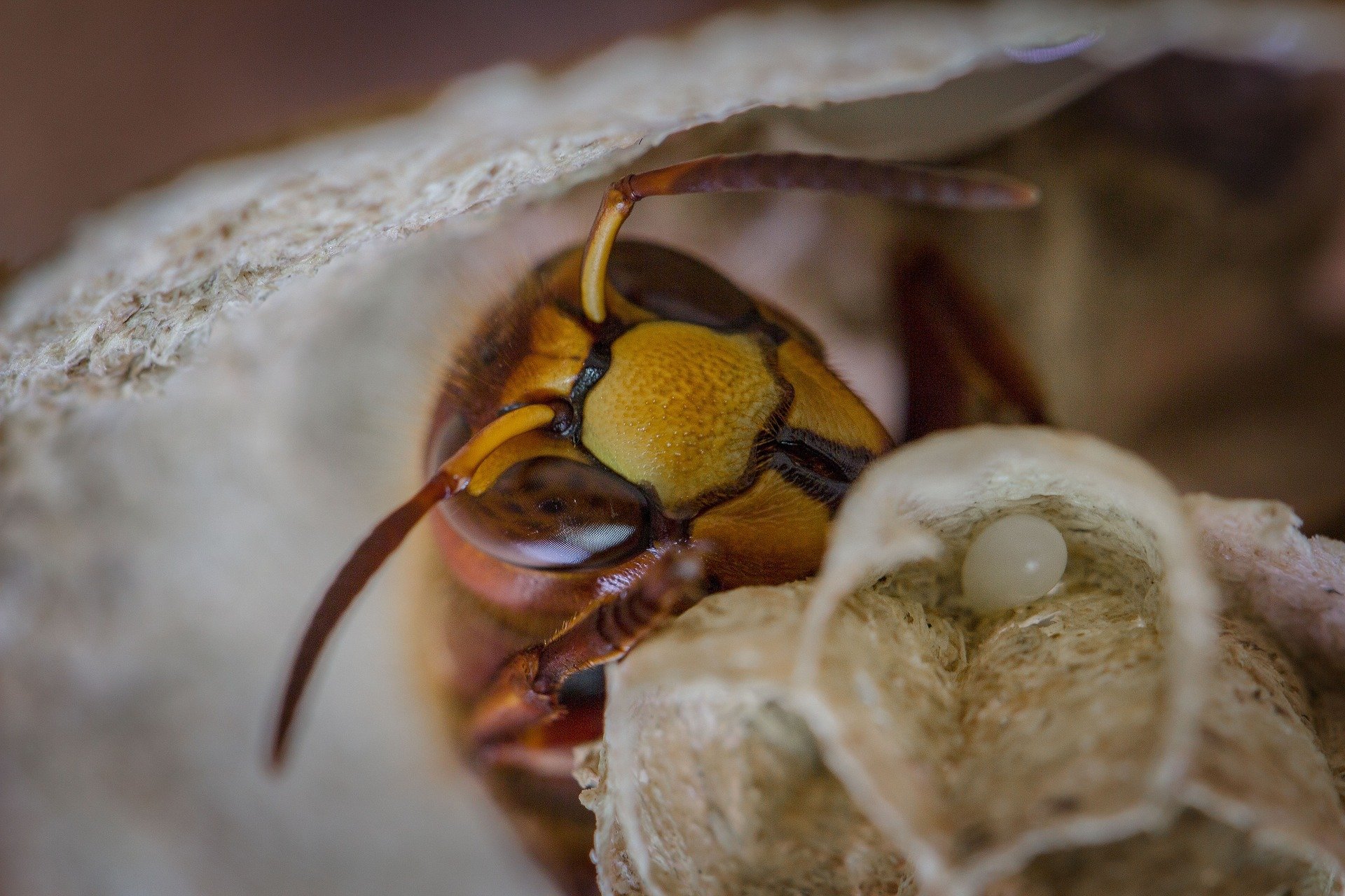Hornet in its nest