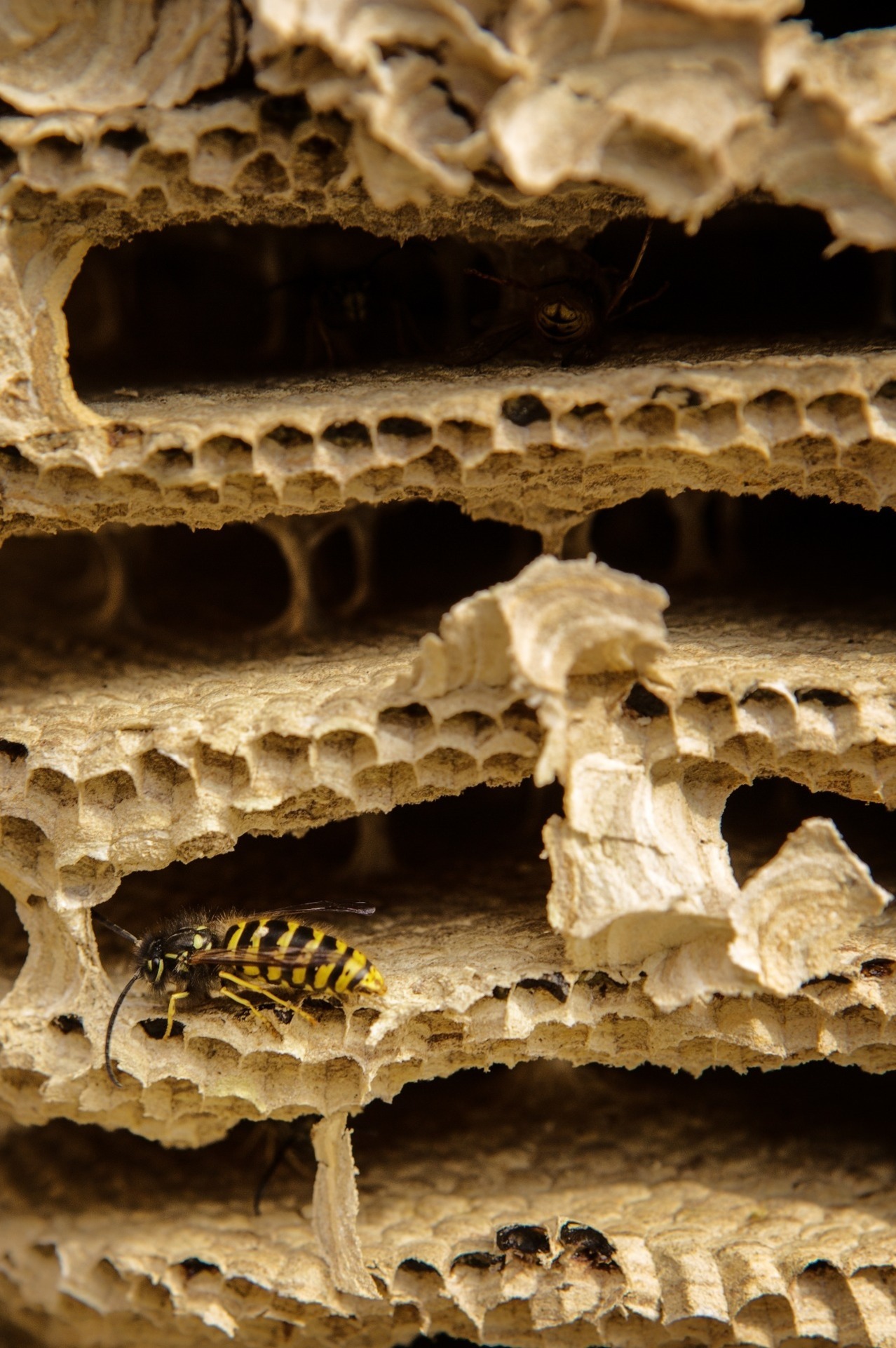 the inside of a wasp nest