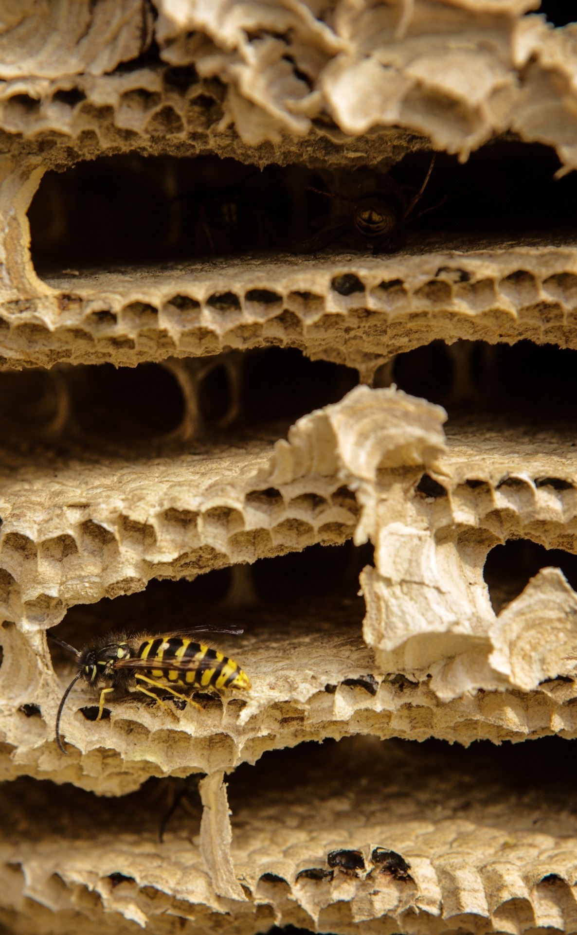 the inside of a wasp nest