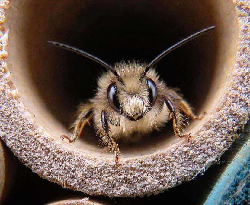 red mason bee emerging from a tube