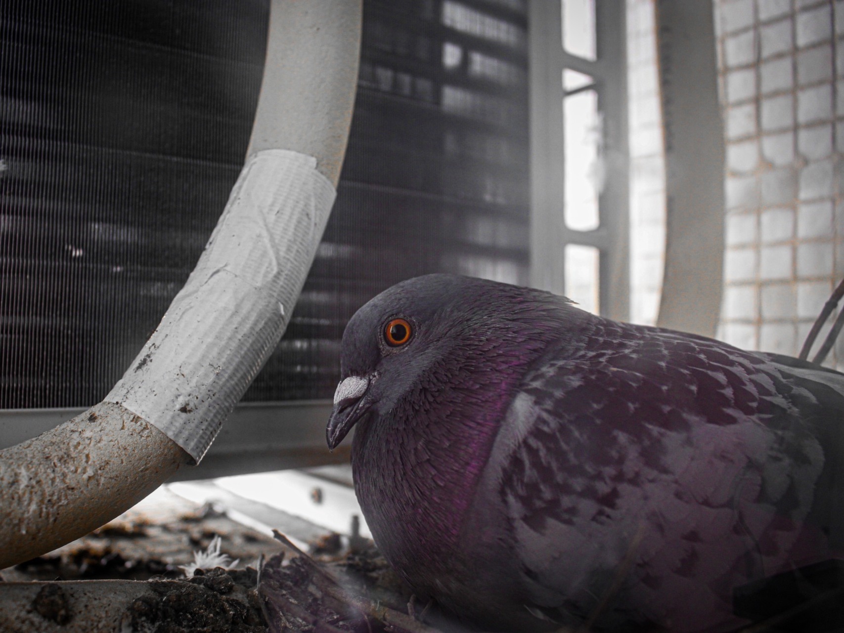 pigeon sat inside machinery