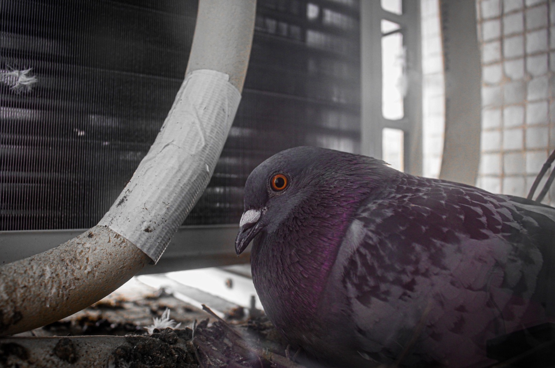 pigeon sat on a nest