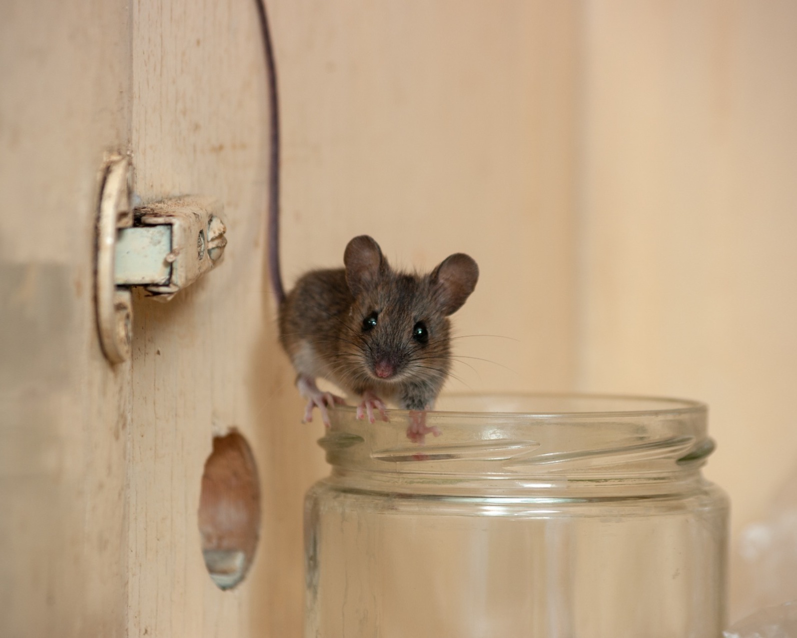 mouse on a jam jar