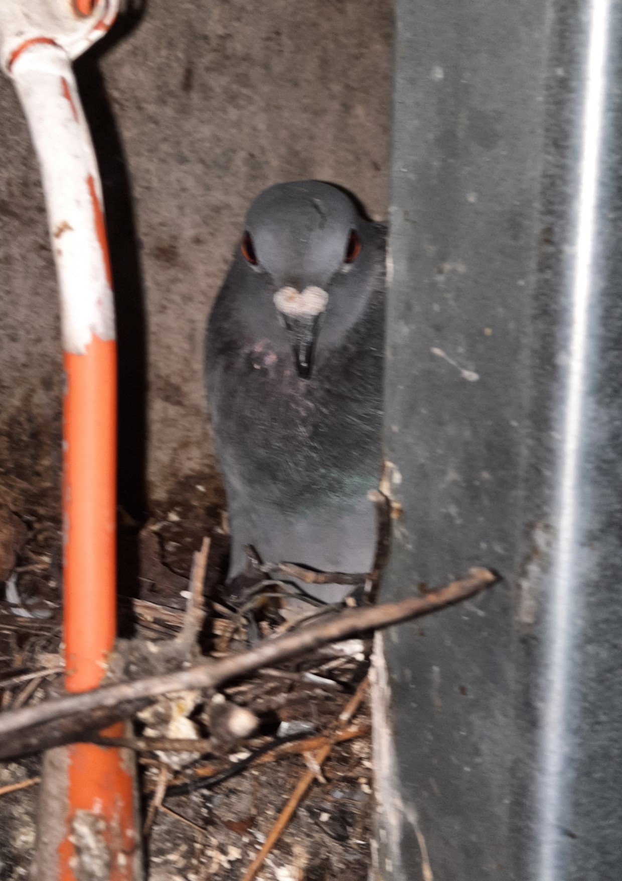 pigeon on a nest
