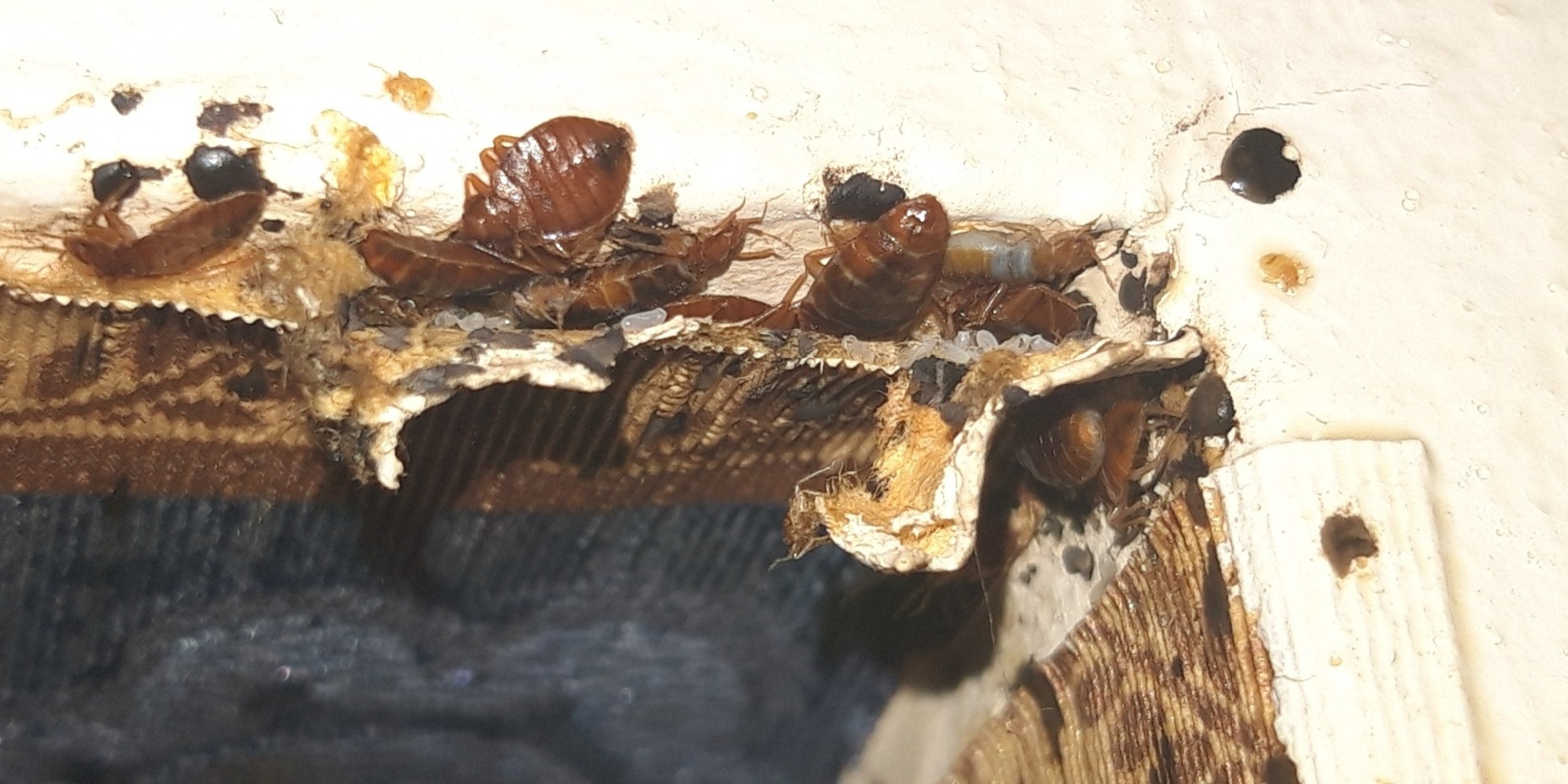bed bugs in wallpaper