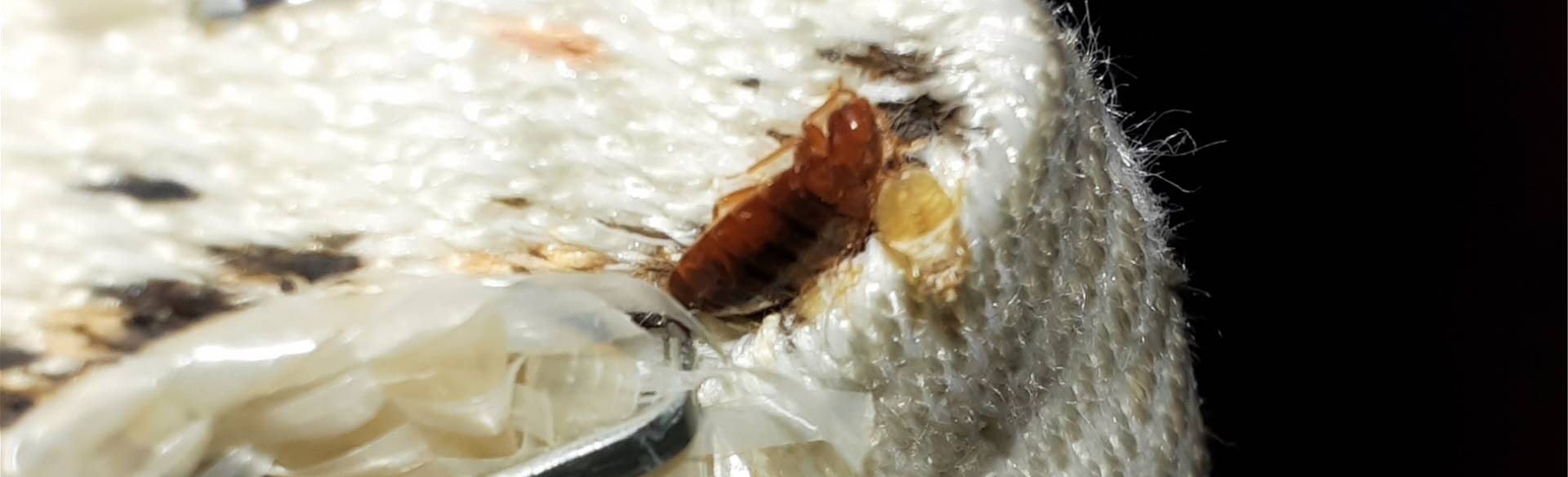bedbugs on a mattress