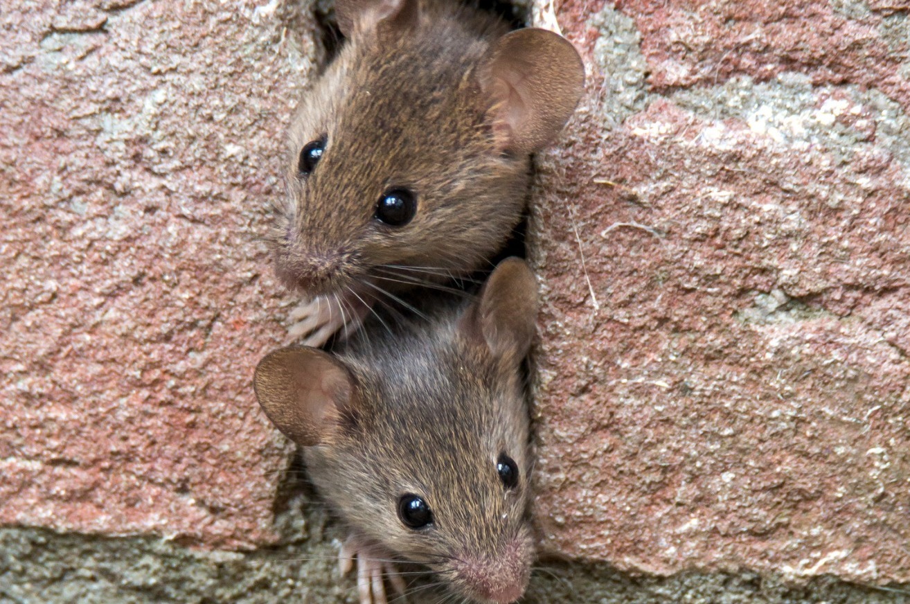 mice in  a weep hole
