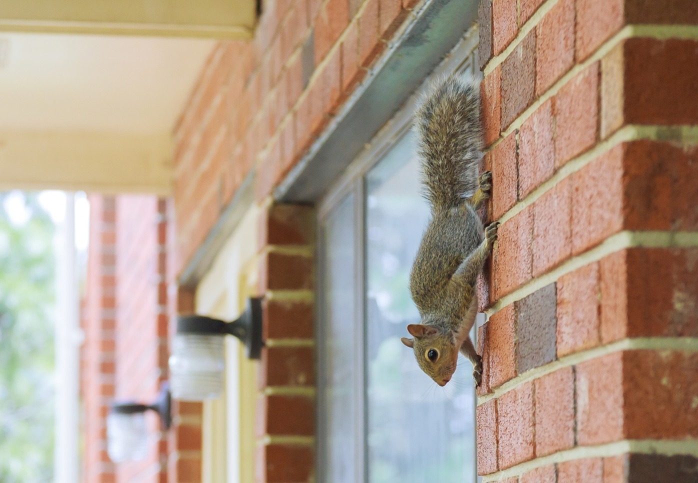 Grey squirrel on a wall