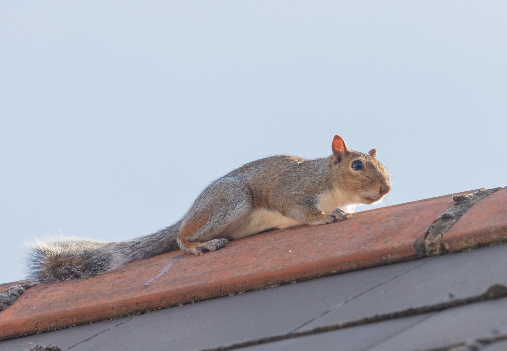 Grey squirrel on a roof