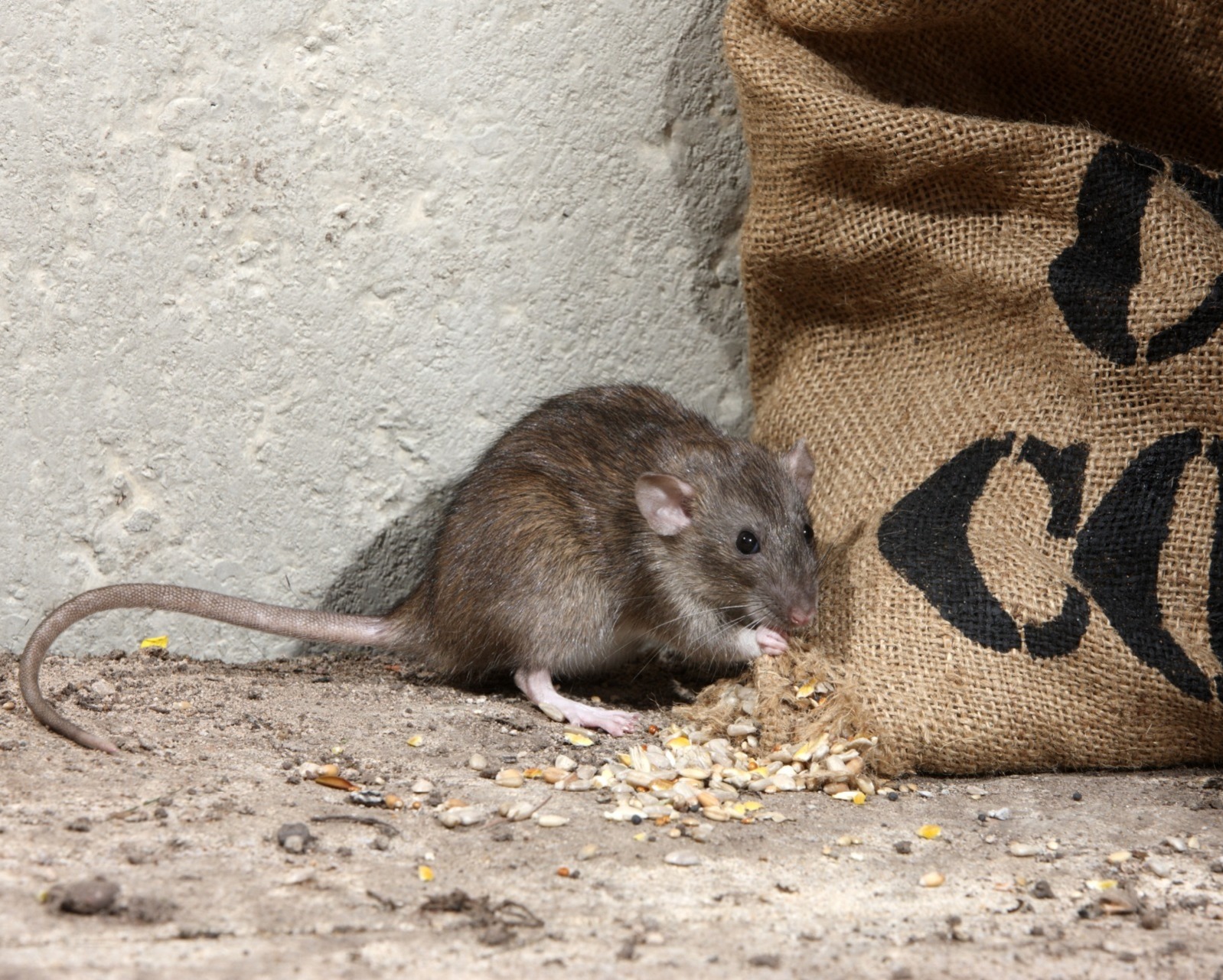 rat eating spilt grains