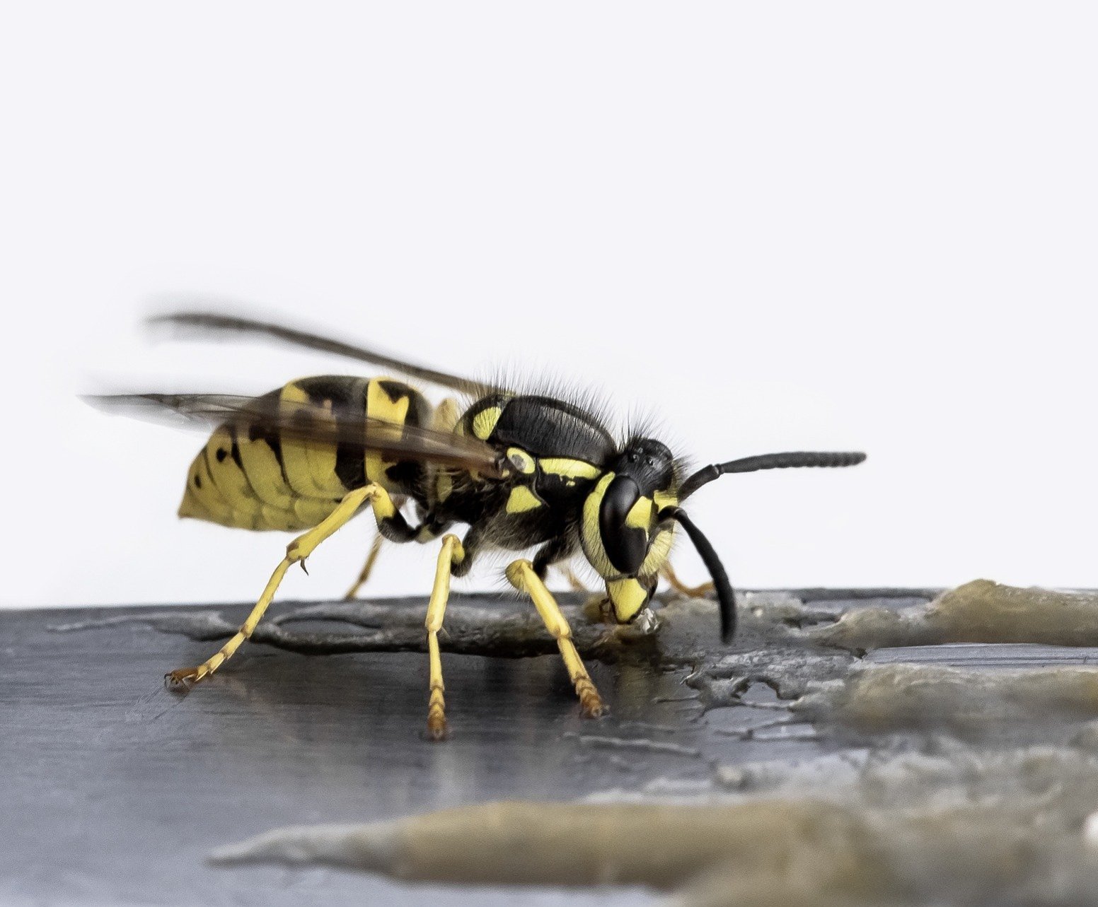 wasp easting honey