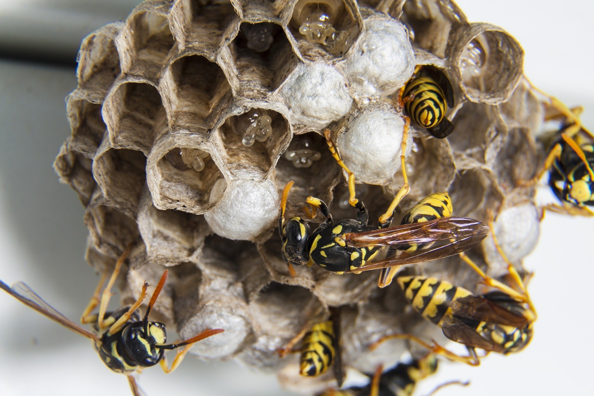 wasps building their nest
