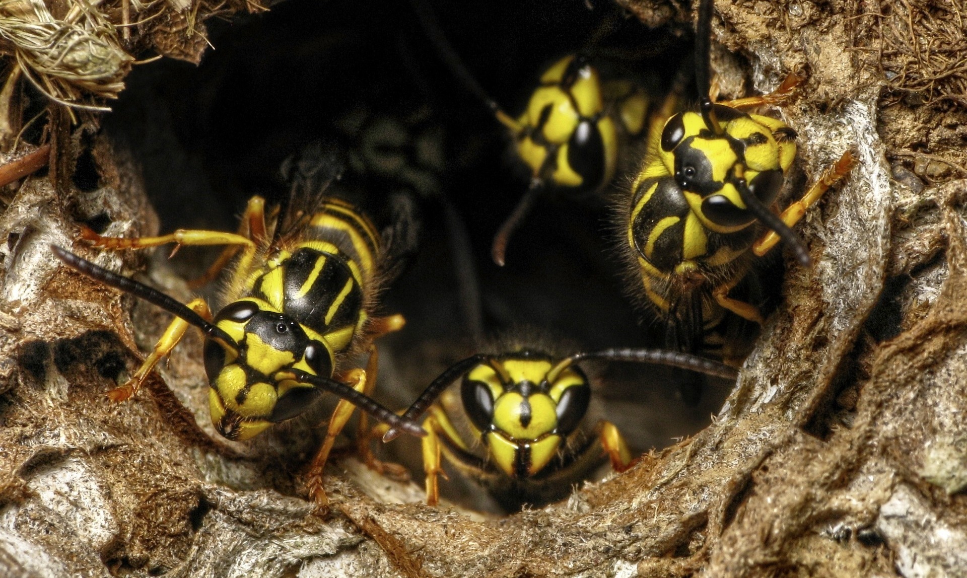 wasps coming out of a hole in the ground