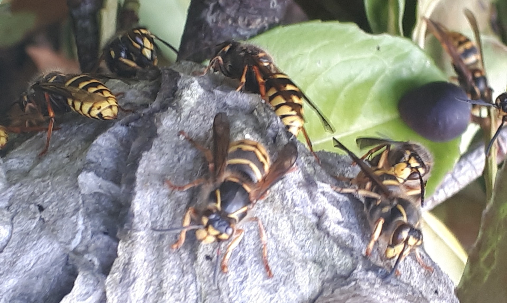 wasps on the outside of a nest